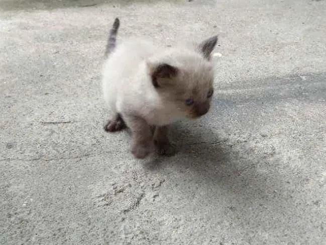 Gato ra a siamês  idade Abaixo de 2 meses nome Simba 