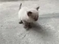 Simba