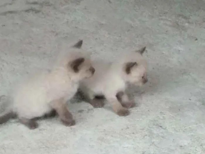 Gato ra a siamês  idade Abaixo de 2 meses nome Simba 