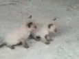Simba