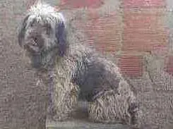 Cachorro raça misturada idade 2 anos nome Jony
