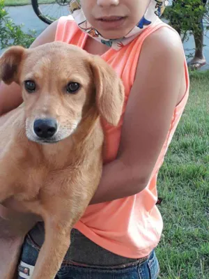 Cachorro raça Sem raça idade 3 anos nome Sem nome