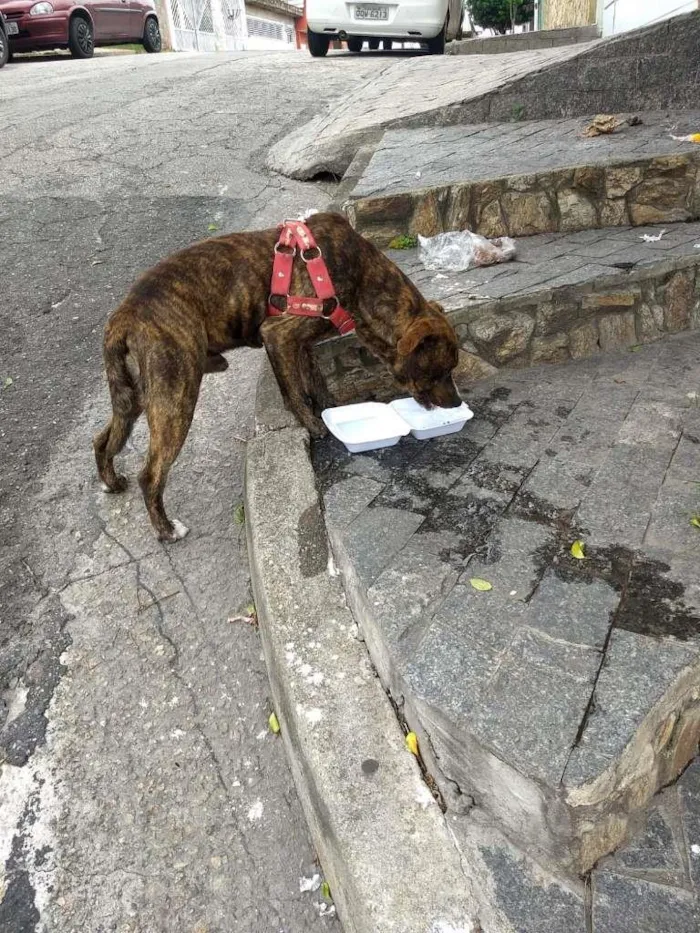 Cachorro raça SRD-ViraLata idade 3 anos nome Encontrado
