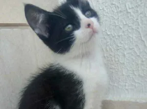 Gato raça Srd idade Abaixo de 2 meses nome Oreo bebê 