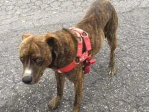 Cachorro raça SRD-ViraLata idade 3 anos nome Encontrado