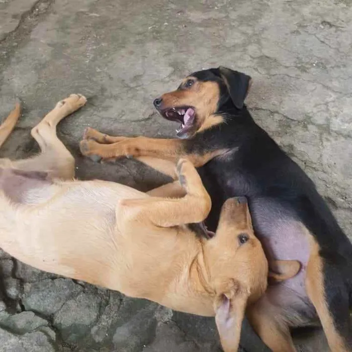 Cachorro ra a SRD idade 2 a 6 meses nome Filhotes