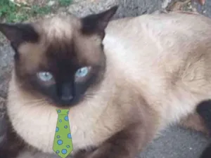 Gato raça Siames  idade 2 a 6 meses nome Tom 