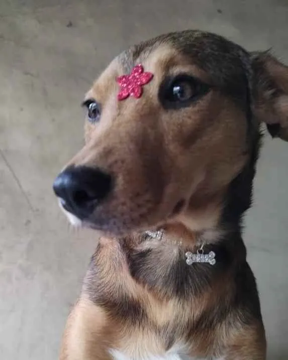 Cachorro ra a SRD idade 1 ano nome Rubi