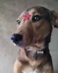 Rubi