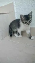 Gato raça Srd idade Abaixo de 2 meses nome Cookie bebê 