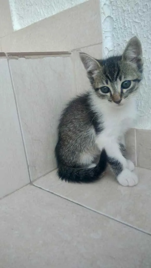 Gato raça Srd idade Abaixo de 2 meses nome Cookie bebê 