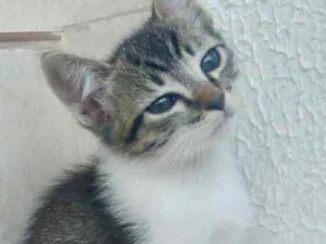 Gato raça Srd idade Abaixo de 2 meses nome Cookie bebê 