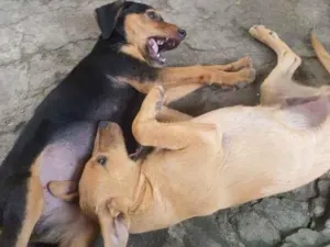 Cachorro raça SRD idade 2 a 6 meses nome Filhotes