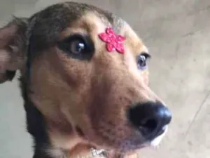 Cachorro raça SRD idade 1 ano nome Rubi