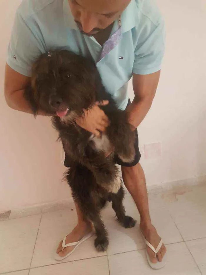 Cachorro ra a Bernessexbodercolle idade 7 a 11 meses nome Baloo