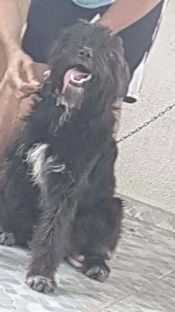 Cachorro ra a Bernessexbodercolle idade 7 a 11 meses nome Baloo