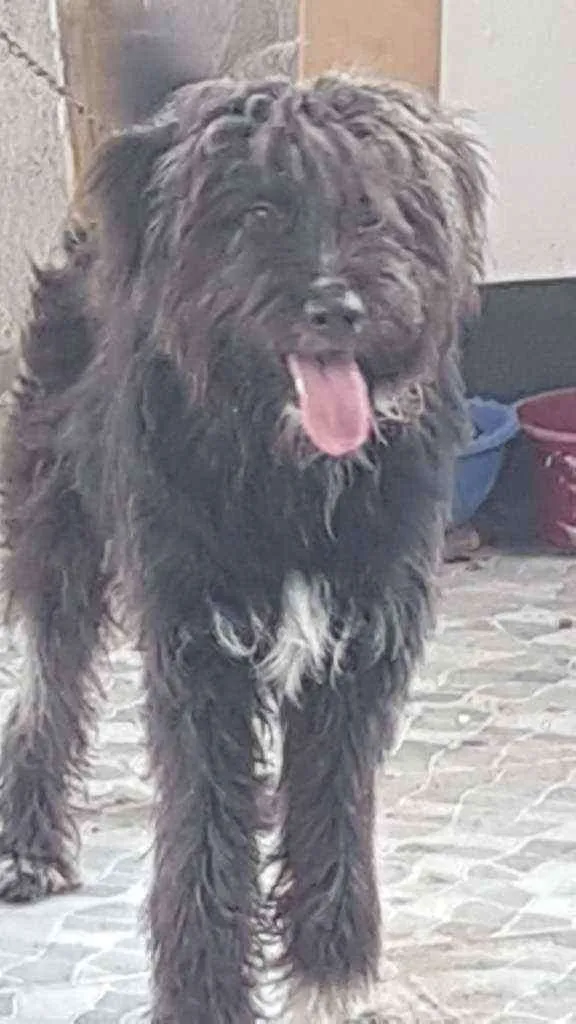 Cachorro ra a Bernessexbodercolle idade 7 a 11 meses nome Baloo