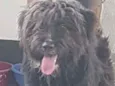 Baloo