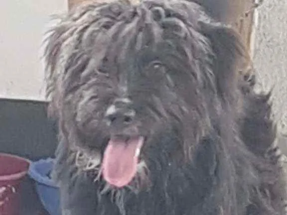 Cachorro ra a Bernessexbodercolle idade 7 a 11 meses nome Baloo