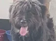 Baloo