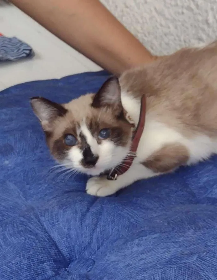 Gato ra a SRD-ViraLata idade 2 a 6 meses nome JULIETA