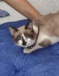 JULIETA