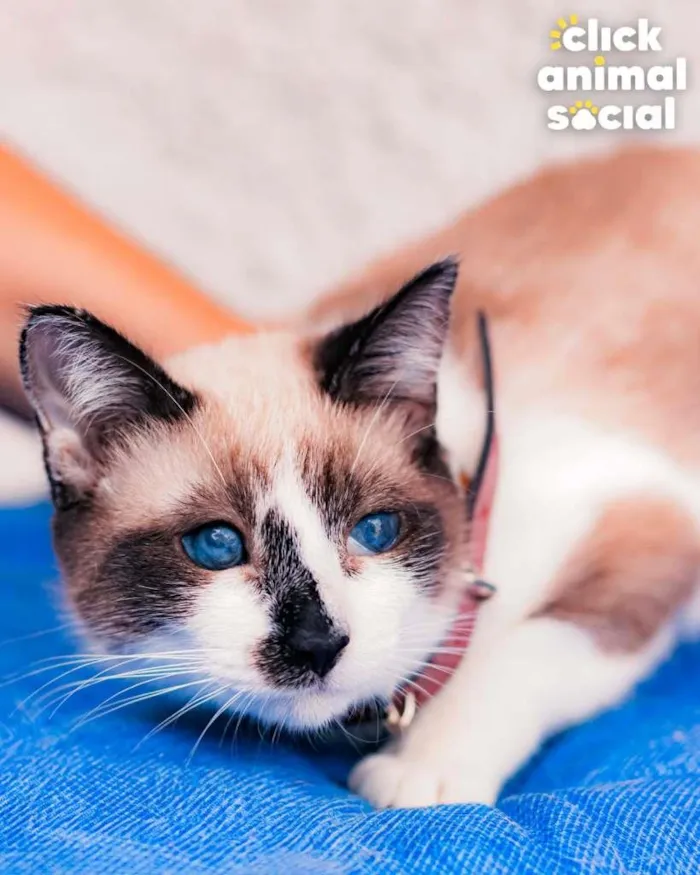 Gato ra a SRD-ViraLata idade 2 a 6 meses nome JULIETA