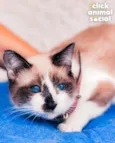 JULIETA