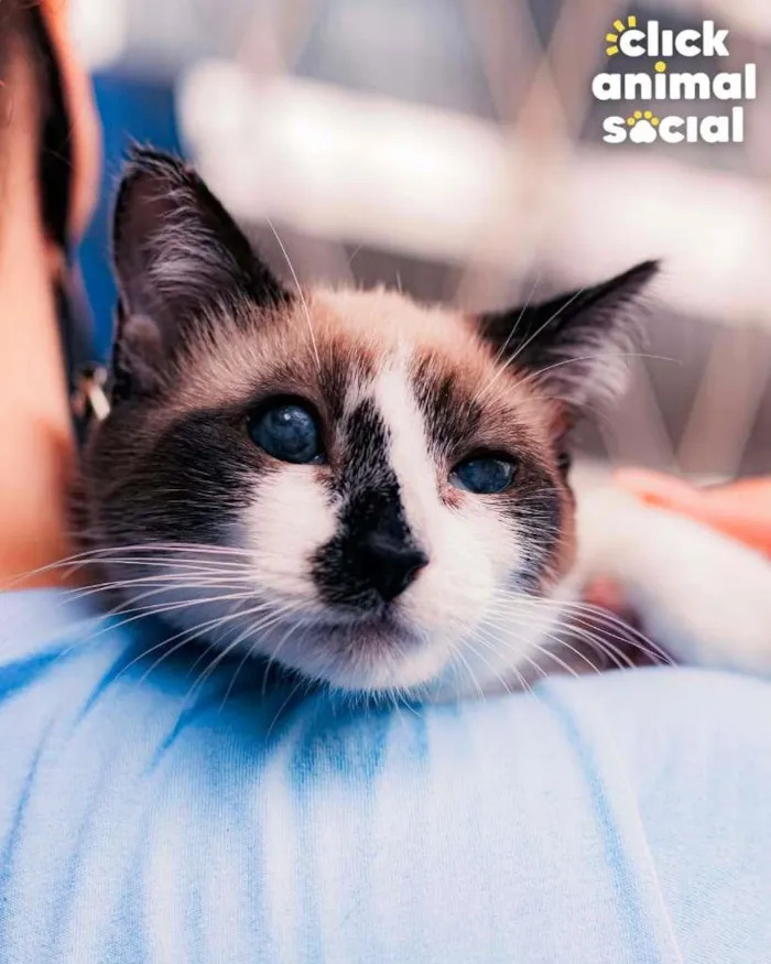Gato ra a SRD-ViraLata idade 2 a 6 meses nome JULIETA