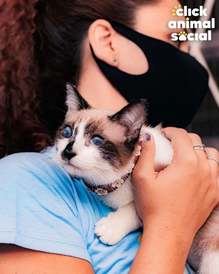 Gato ra a SRD-ViraLata idade 2 a 6 meses nome JULIETA