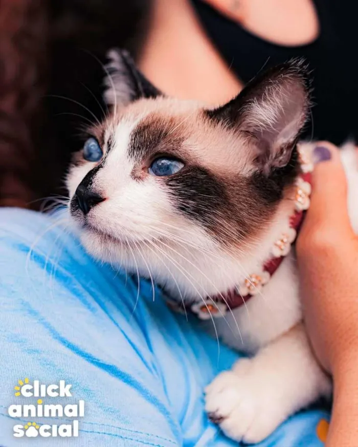 Gato ra a SRD-ViraLata idade 2 a 6 meses nome JULIETA