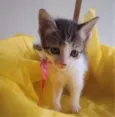 LAILA
