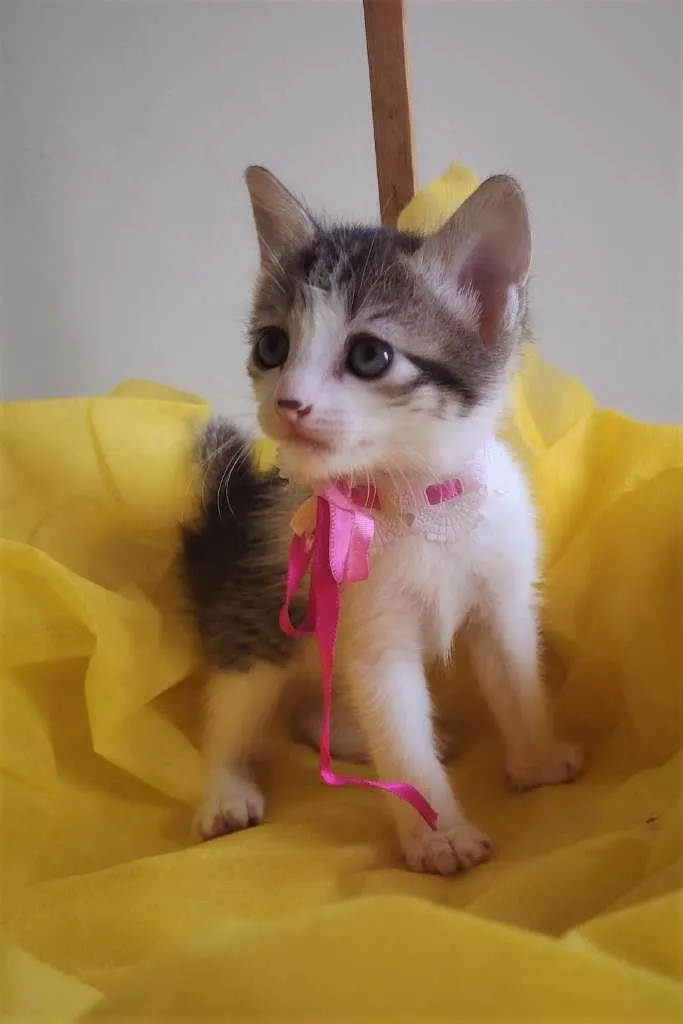 Gato ra a SRD-ViraLata idade Abaixo de 2 meses nome LAILA