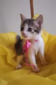 LAILA