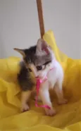 LAILA