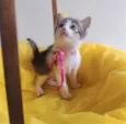 LAILA