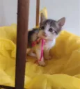 LAILA