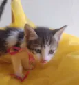 LAILA