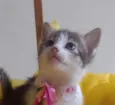 LAILA