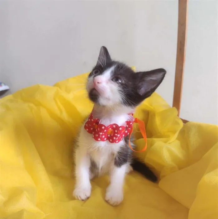 Gato ra a SRD-ViraLata idade Abaixo de 2 meses nome LIRA