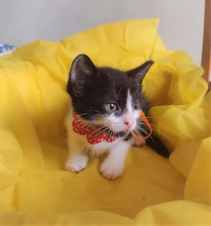 Gato ra a SRD-ViraLata idade Abaixo de 2 meses nome LIRA