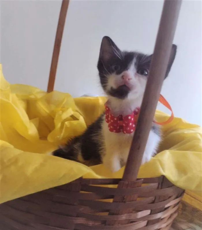 Gato ra a SRD-ViraLata idade Abaixo de 2 meses nome LIRA