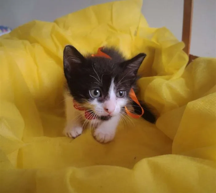 Gato ra a SRD-ViraLata idade Abaixo de 2 meses nome LIRA