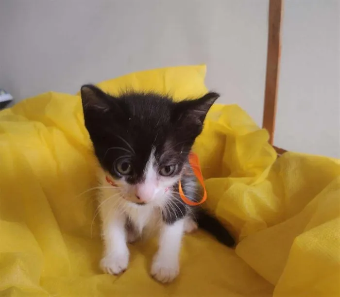 Gato ra a SRD-ViraLata idade Abaixo de 2 meses nome LIRA