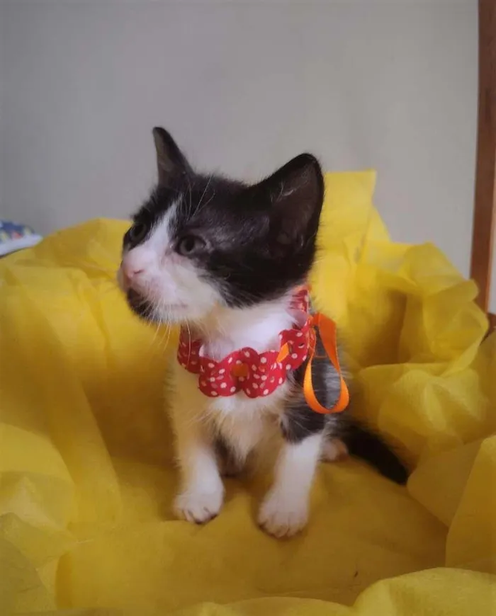 Gato ra a SRD-ViraLata idade Abaixo de 2 meses nome LIRA