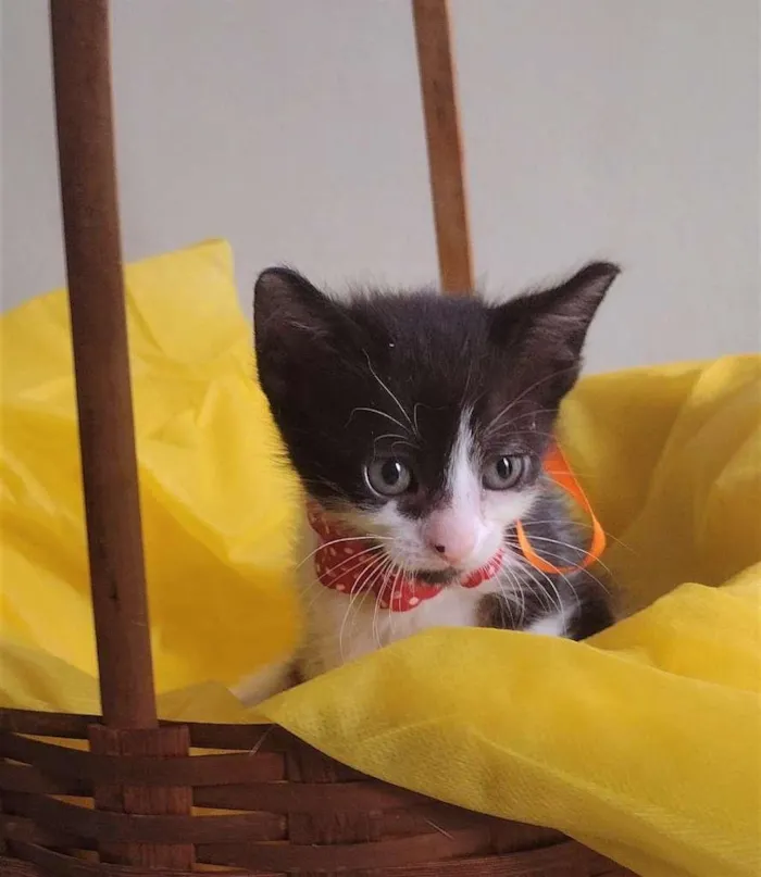 Gato ra a SRD-ViraLata idade Abaixo de 2 meses nome LIRA
