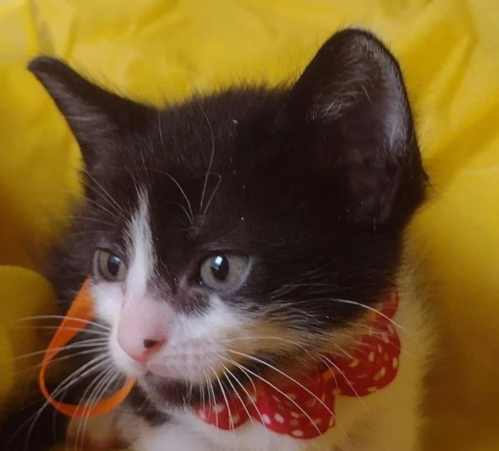 Gato ra a SRD-ViraLata idade Abaixo de 2 meses nome LIRA