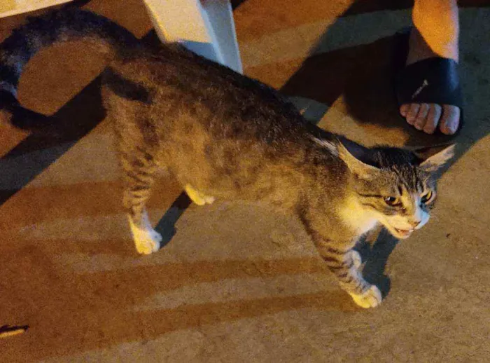 Gato ra a  idade 1 ano nome Princesa