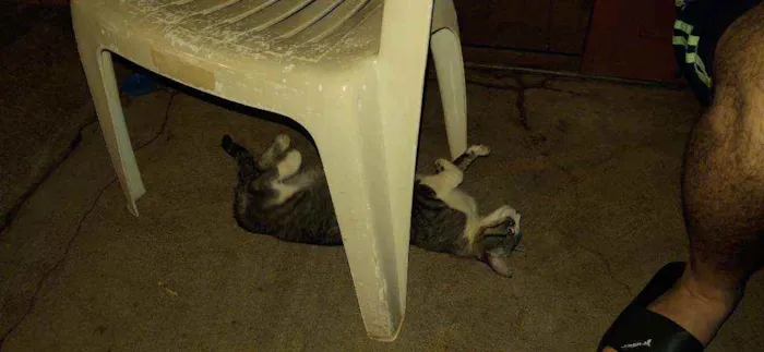 Gato ra a  idade 1 ano nome Princesa