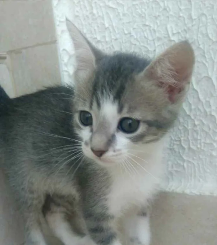 Gato raça Srd idade Abaixo de 2 meses nome Vanilla bebê lindo 